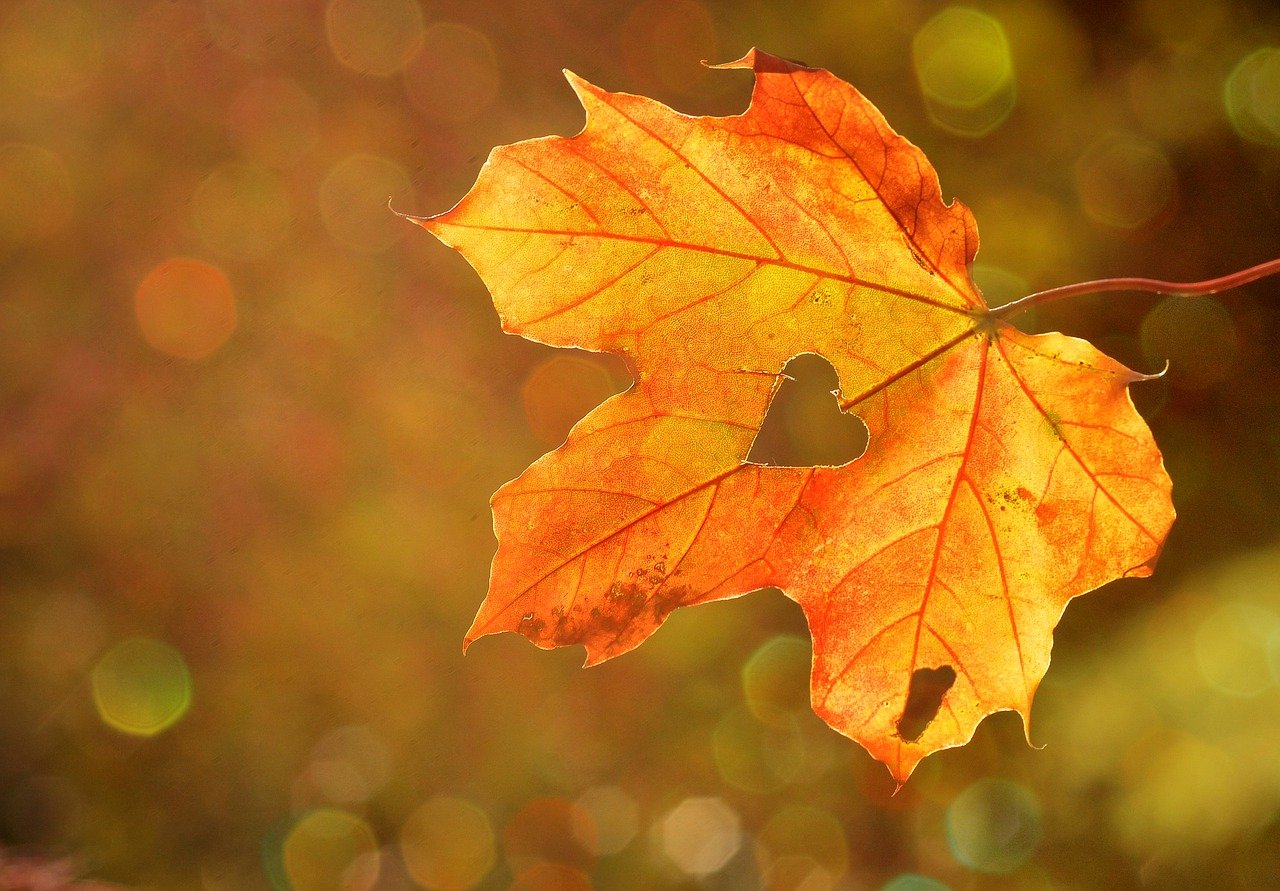 heart, leaf, autumn-1776746.jpg